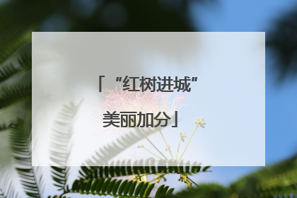 “红树进城” 美丽加分