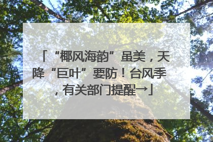 “椰风海韵”虽美，天降“巨叶”要防！台风季，有关部门提醒→