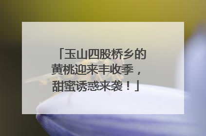 玉山四股桥乡的黄桃迎来丰收季，甜蜜诱惑来袭！