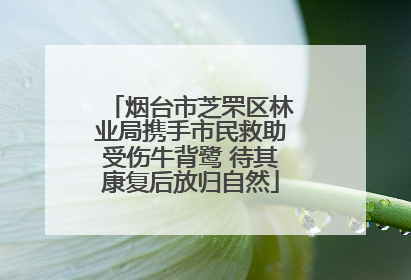 烟台市芝罘区林业局携手市民救助受伤牛背鹭 待其康复后放归自然