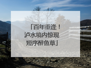 百年重逢！泸水境内惊现短序醉鱼草
