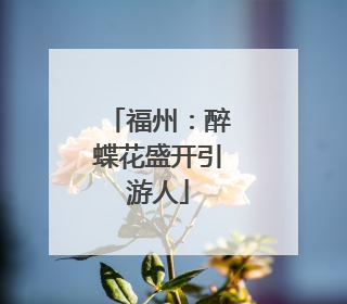 福州：醉蝶花盛开引游人
