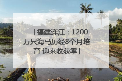 福建连江：1200万只海马历经8个月培育 迎来收获季