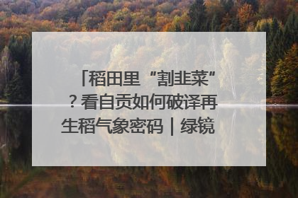 稻田里“割韭菜”？看自贡如何破译再生稻气象密码｜绿镜头·发现中国