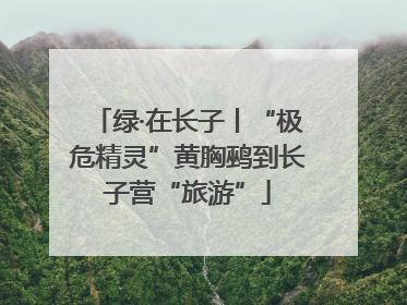 绿·在长子丨“极危精灵”黄胸鹀到长子营“旅游”