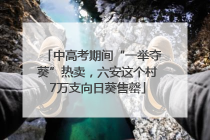 中高考期间“一举夺葵”热卖，六安这个村7万支向日葵售罄