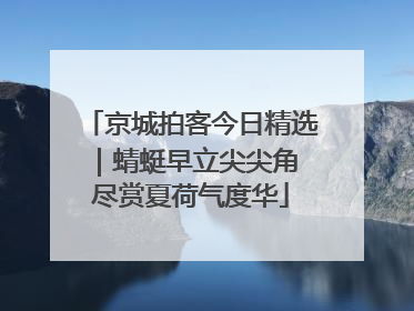 京城拍客今日精选｜蜻蜓早立尖尖角 尽赏夏荷气度华