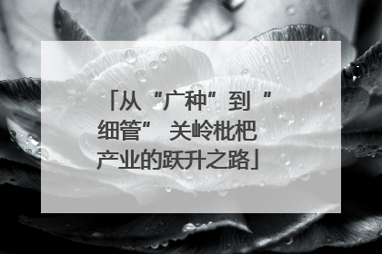 从“广种”到“细管” 关岭枇杷产业的跃升之路