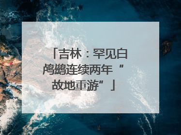 吉林：罕见白鸬鹚连续两年“故地重游”