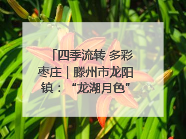 四季流转 多彩枣庄｜滕州市龙阳镇：“龙湖月色”向日葵花海 绘就乡村振兴新画卷