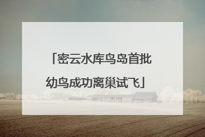 密云水库鸟岛首批幼鸟成功离巢试飞