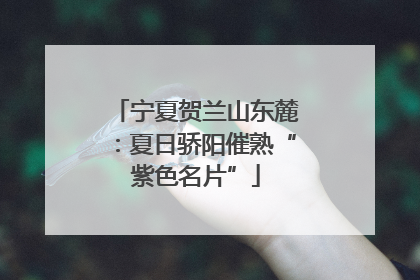 宁夏贺兰山东麓：夏日骄阳催熟“紫色名片”