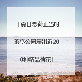 夏日赏荷正当时 茶亭公园展出近200种精品荷花