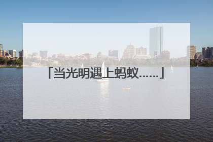 当光明遇上蚂蚁……