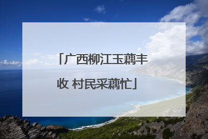 广西柳江玉藕丰收 村民采藕忙
