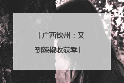 广西钦州：又到辣椒收获季