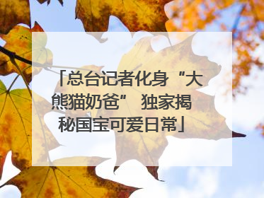 总台记者化身“大熊猫奶爸” 独家揭秘国宝可爱日常