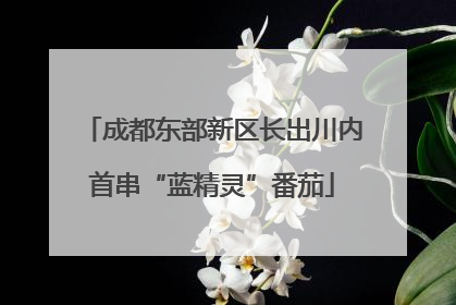 成都东部新区长出川内首串“蓝精灵”番茄