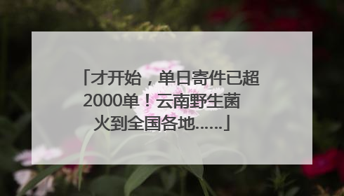 才开始，单日寄件已超2000单！云南野生菌火到全国各地……