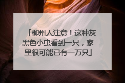 柳州人注意！这种灰黑色小虫看到一只，家里很可能已有一万只