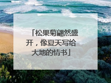 松果菊翩然盛开，像夏天写给大地的情书