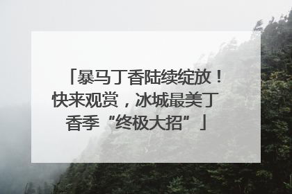 暴马丁香陆续绽放！快来观赏，冰城最美丁香季“终极大招”