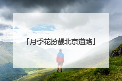 月季花扮靓北京道路