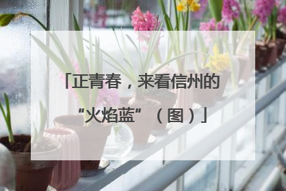 正青春，来看信州的“火焰蓝”（图）