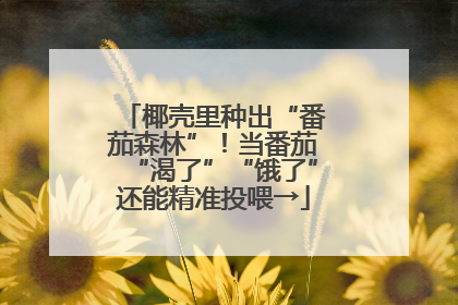 椰壳里种出“番茄森林”！当番茄“渴了”“饿了”还能精准投喂→