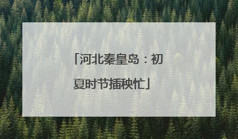河北秦皇岛：初夏时节插秧忙