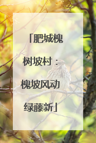 肥城槐树坡村：槐坡风动绿藤新