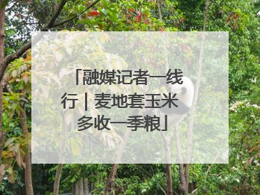 融媒记者一线行｜麦地套玉米 多收一季粮