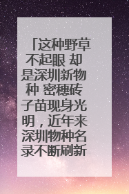 这种野草不起眼 却是深圳新物种 密穗砖子苗现身光明，近年来深圳物种名录不断刷新