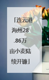 连云港海州28.86万亩小麦陆续开镰