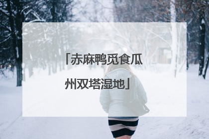 赤麻鸭觅食瓜州双塔湿地