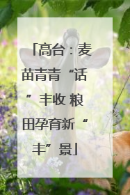 高台：麦苗青青“话”丰收 粮田孕育新“丰”景