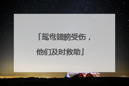 鸳鸯翅膀受伤，他们及时救助