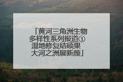 黄河三角洲生物多样性系列报道①湿地修复结硕果 大河之洲展新颜