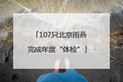 107只北京雨燕完成年度“体检”