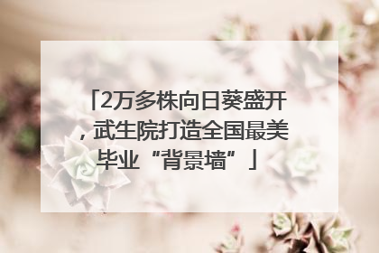 2万多株向日葵盛开，武生院打造全国最美毕业“背景墙”