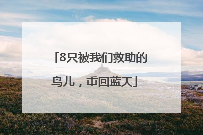 8只被我们救助的鸟儿，重回蓝天